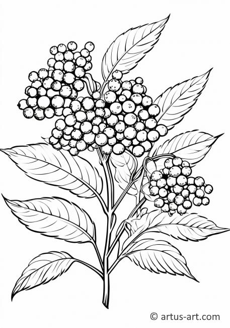 Рисунок с растением бузины в саду